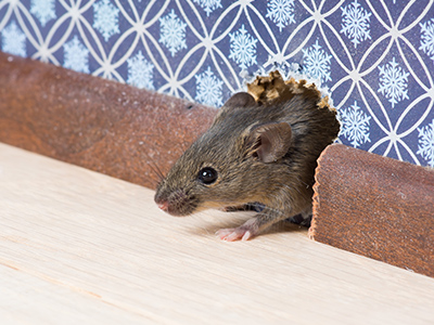 How Efficient Are Different Rodents When Eating?